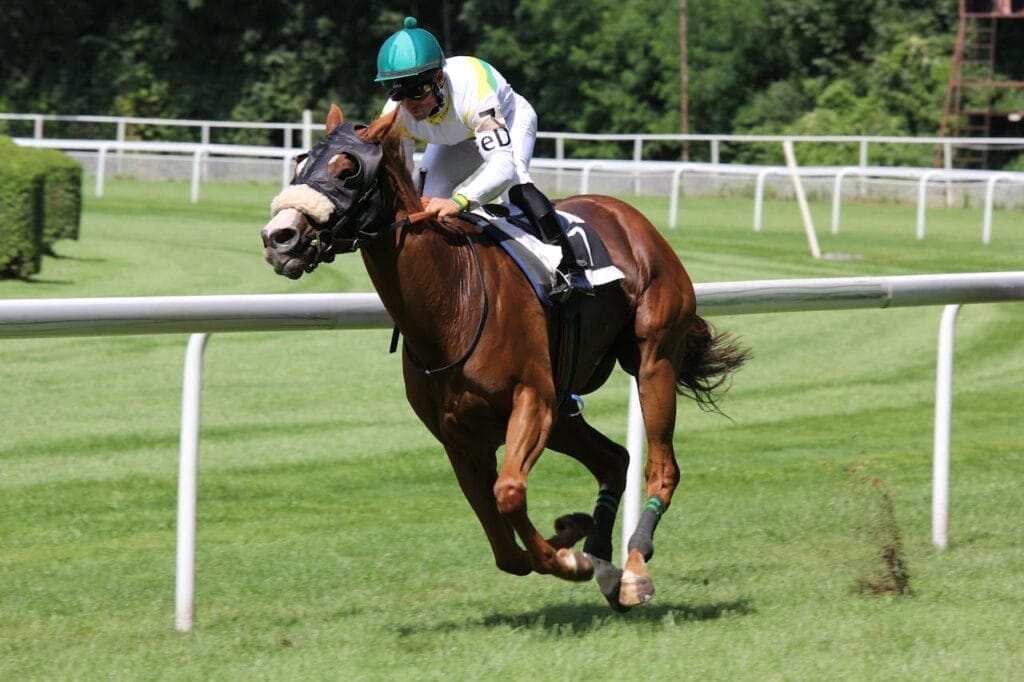 How to Sell a Horse & Equestrian Business With Profit?